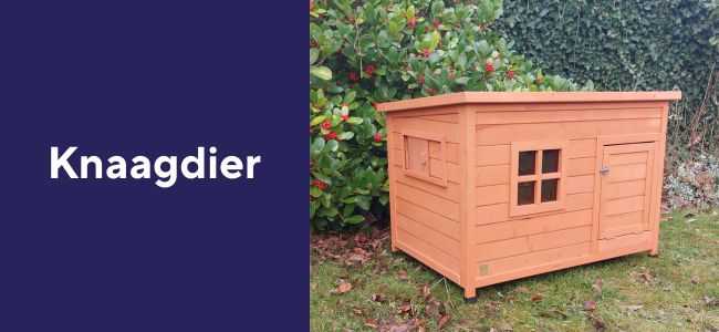 Knaagdier