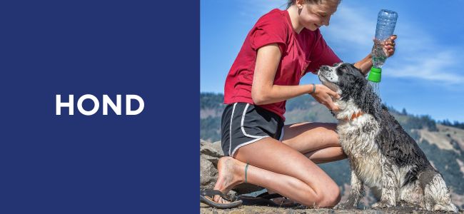 Hond