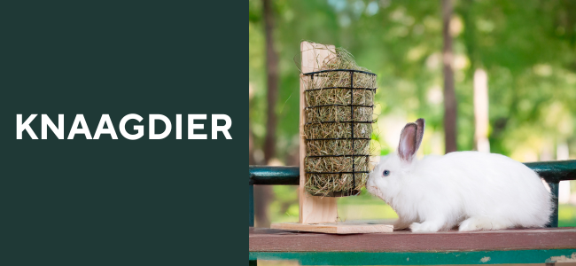 Knaagdier