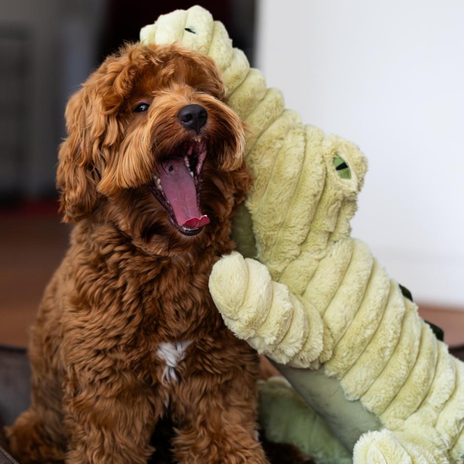 Quapas! XXL Alligator 91cm