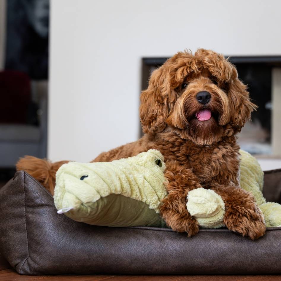 Quapas! XXL Alligator 91cm