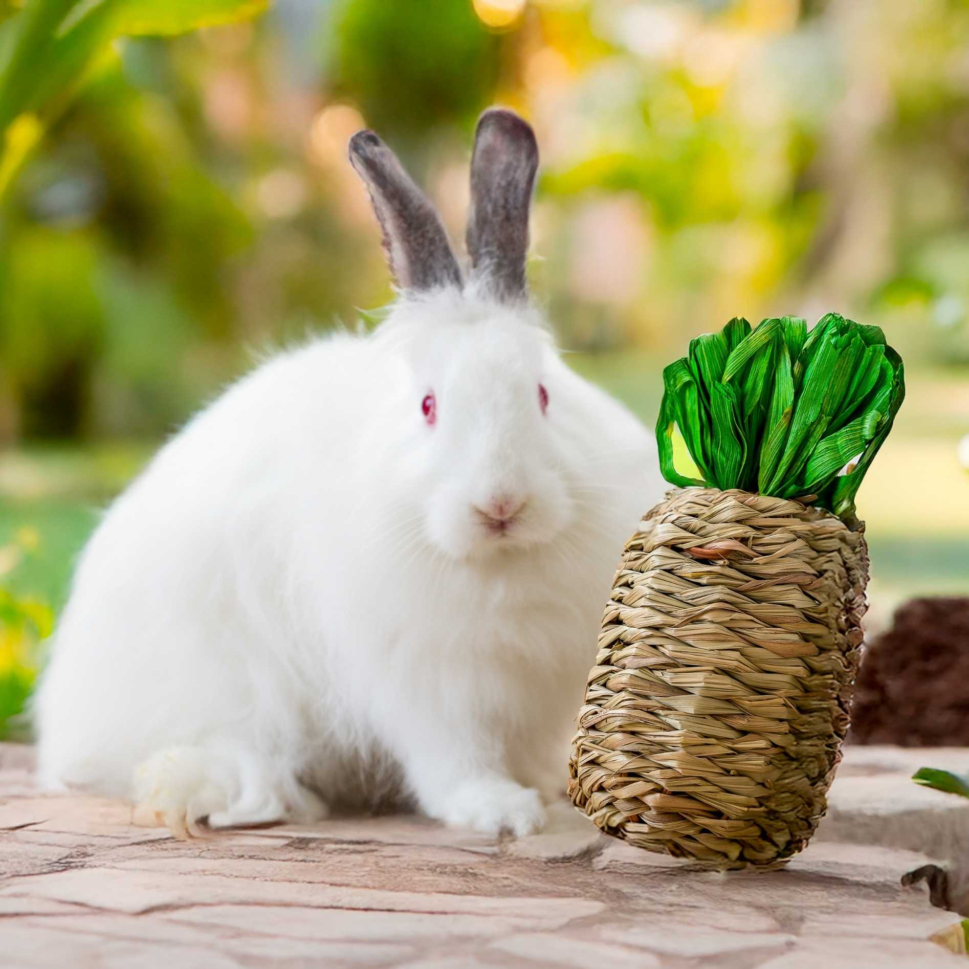 Quapas! Hibiscus gevlochten pineaplle L
