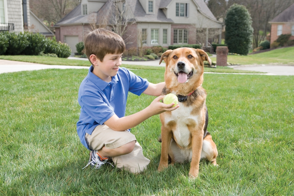 PetSafe® Ultralight Receiver Collar