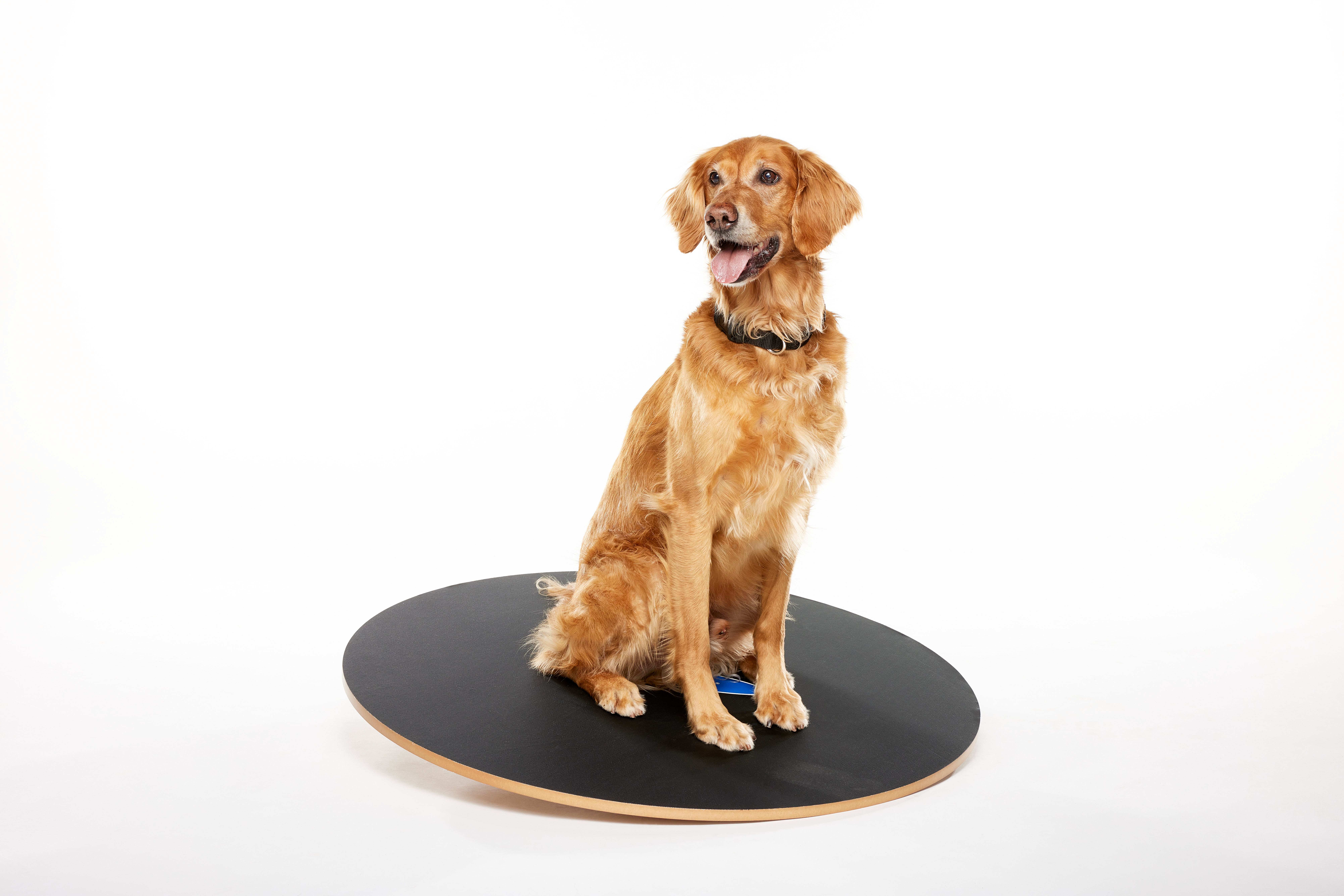 FitPAWS 90 cm Wobble Board