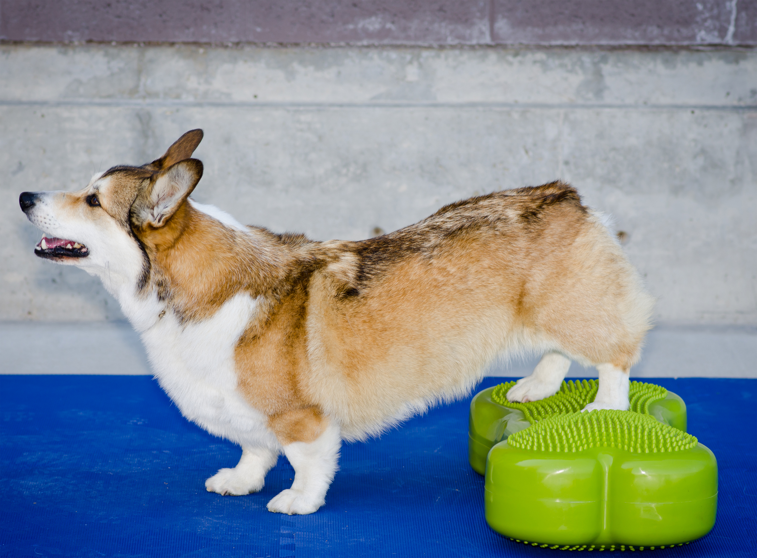 K9FITbone -58 x 29 x 10 cm, Razzleberry