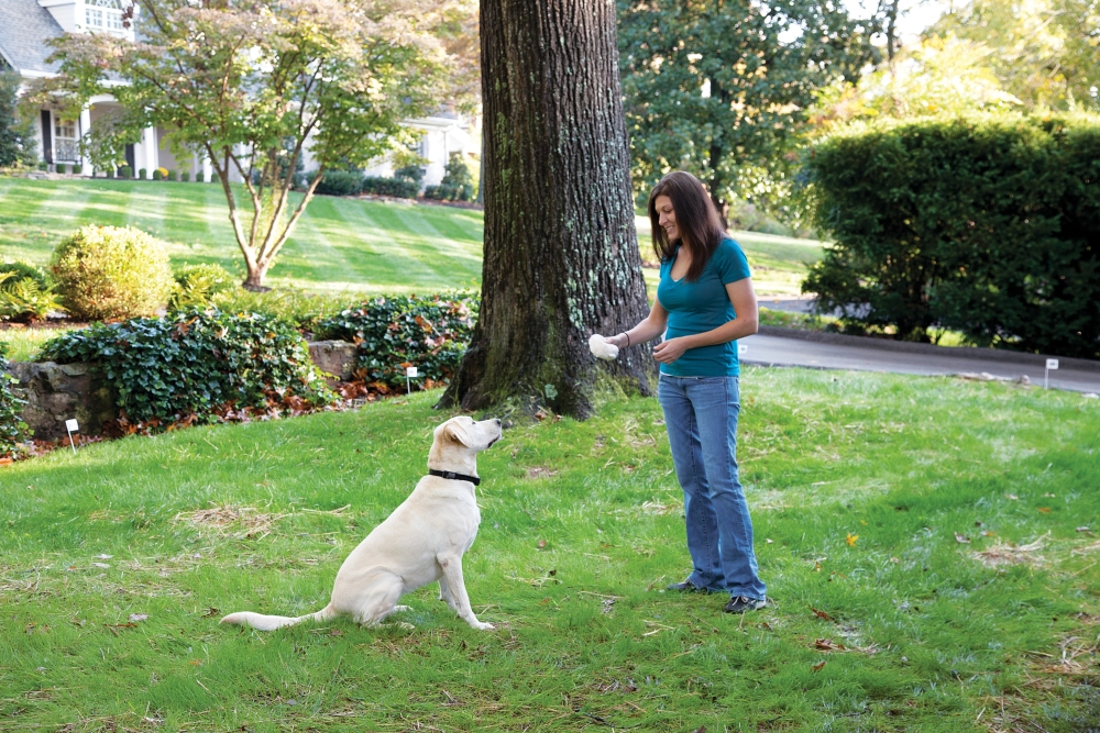 PetSafe® Stay & Play™ Wireless Fence Rechargeable Receiver Collar