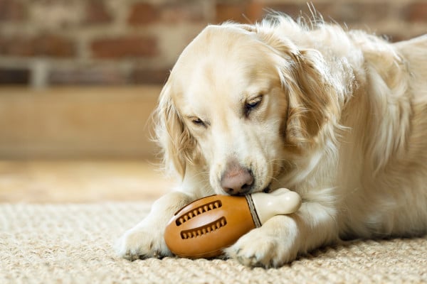 PetSafe® Busy Buddy® Chompin’ Chicken Treat Ring Dog Toy, Medium/Large