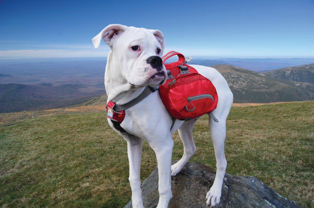 Kurgo Baxter Backpack, Barn Red