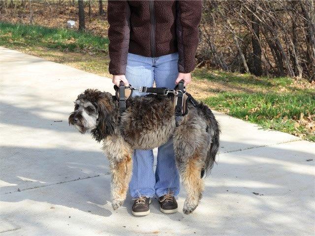 PetSafe® CareLift™ Full Body Support Harness